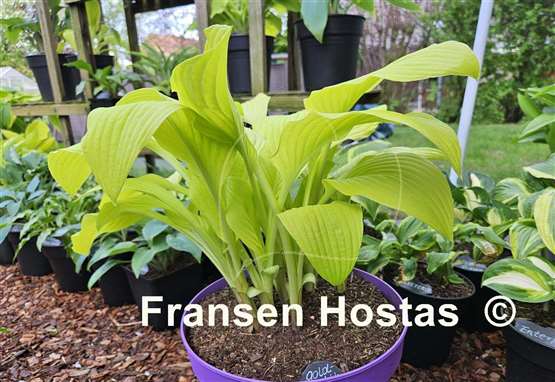 Hosta Goldsmith