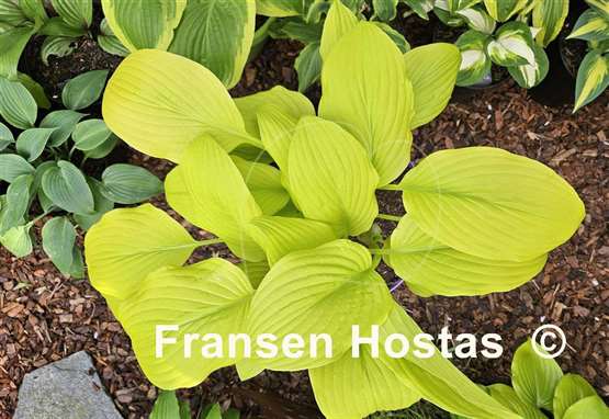 Hosta Goldsmith