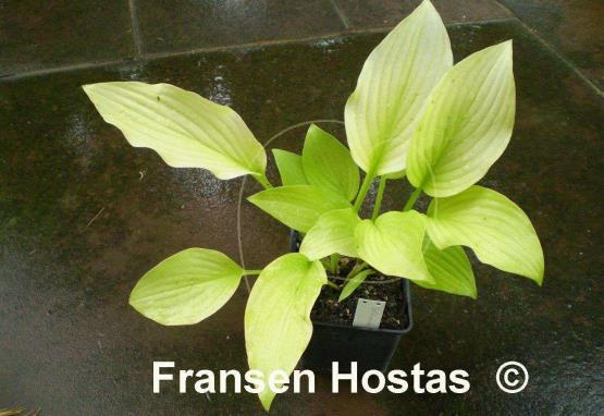 Hosta Goldsmith