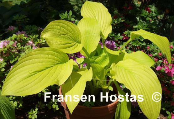 Hosta Goldsmith