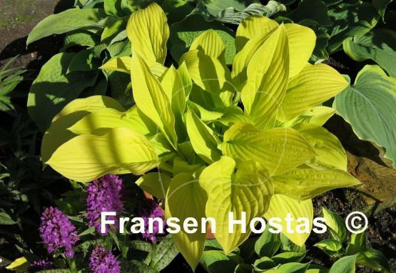 Hosta Goldsmith