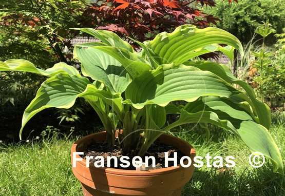 Hosta Gone With the Wind