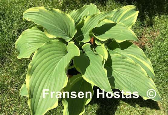 Hosta Gone With the Wind