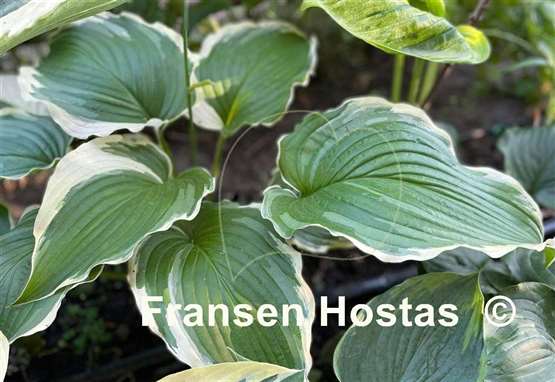 Hosta Gone With the Wind