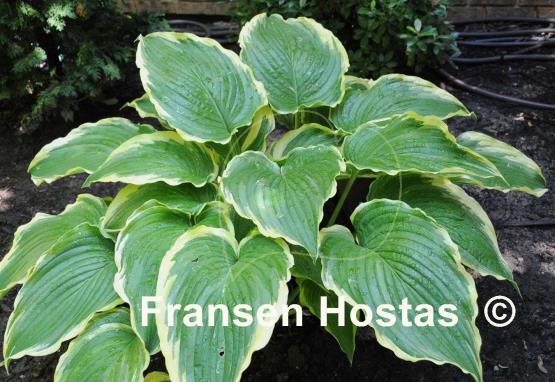 Hosta Gone With the Wind