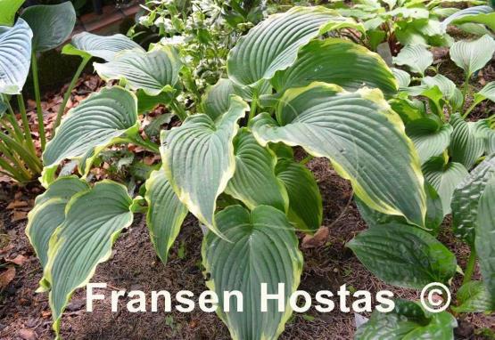 Hosta Gone With the Wind