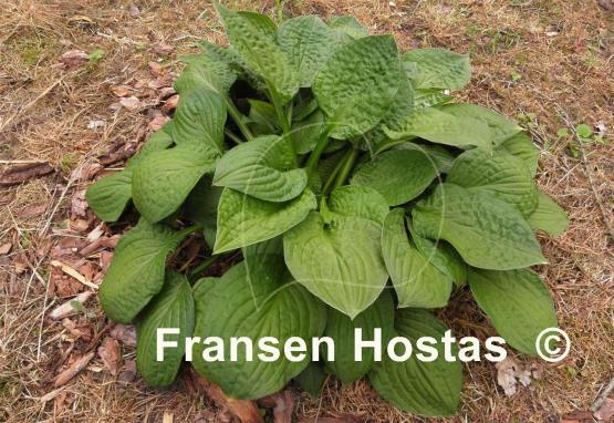 Hosta Goober