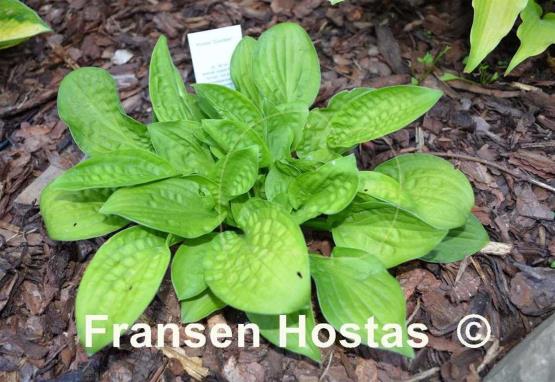 Hosta Goober