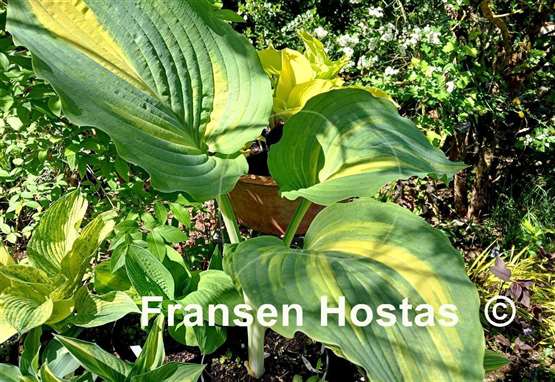 Hosta Good Golly Miss Molly