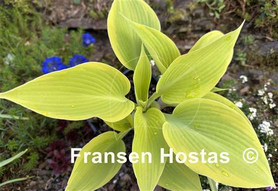Hosta Good Times