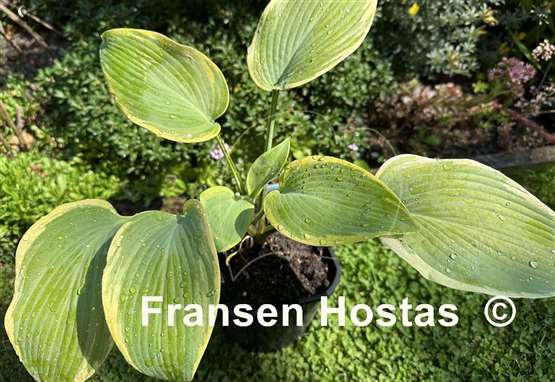 Hosta Good Times