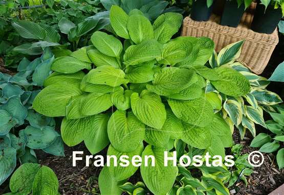 Hosta Good as Gold 