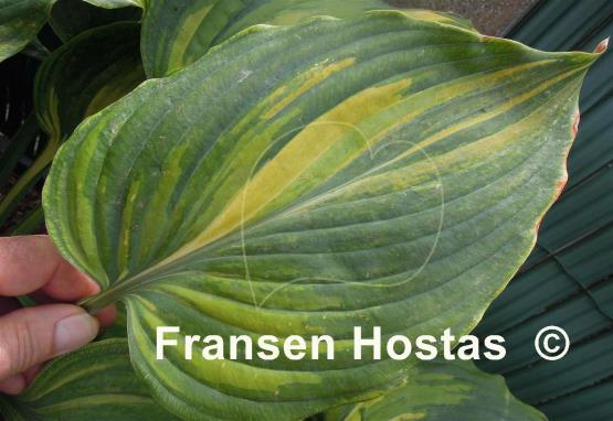 Hosta Good Golly Miss Molly