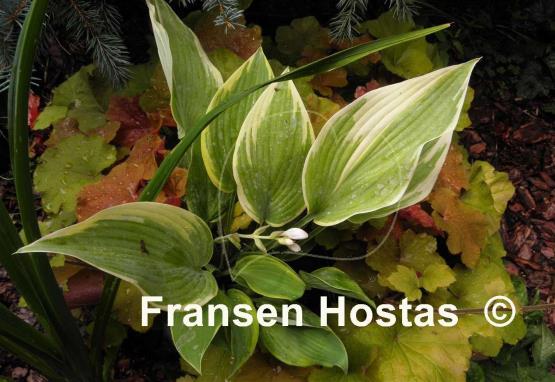 Hosta Good Times