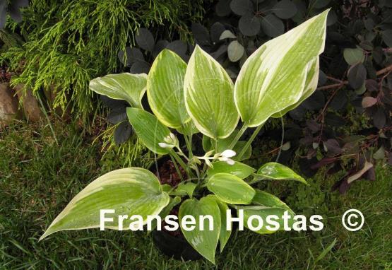 Hosta Good Times