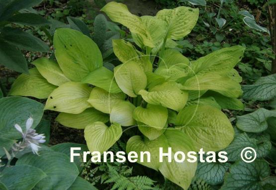 Hosta Good as Gold