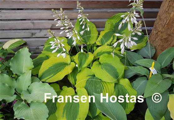 Hosta Goodness Gracious