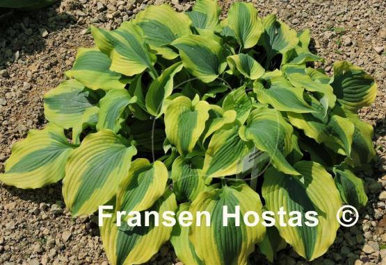 Hosta Goodness Gracious
