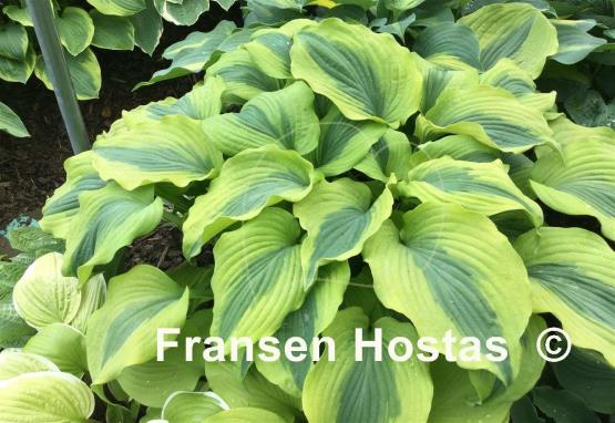Hosta Goodness Gracious