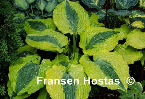 Hosta Goodness Gracious