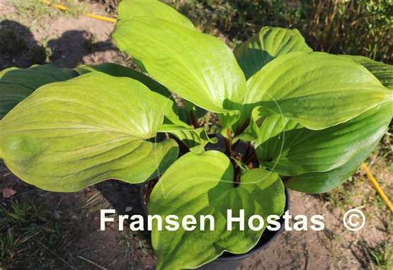 Hosta Gooseberry Sundae