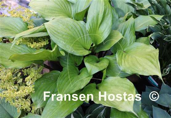 Hosta Gooseberry Sundae