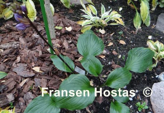 Hosta Gooseberry Sundae