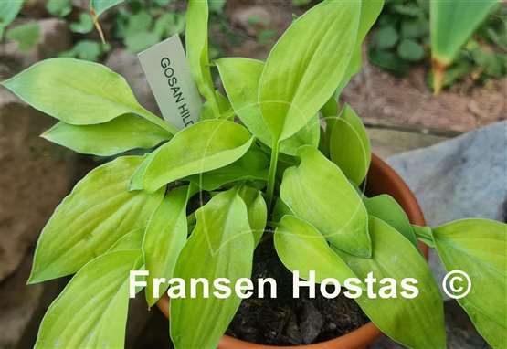 Hosta Gosan Hildegarde
