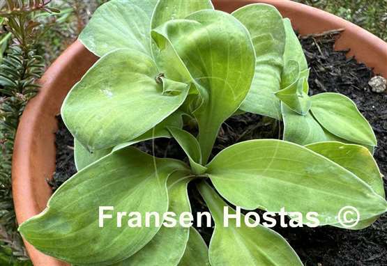 Hosta Gosan Mina