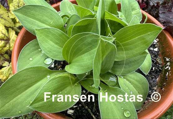 Hosta Gosan Mina