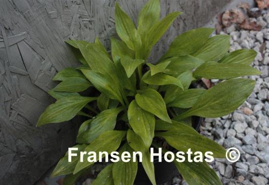 Hosta Gosan Gold Mist