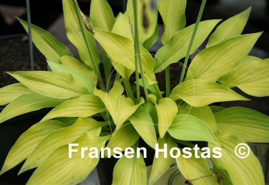 Hosta Gosan Hildegarde