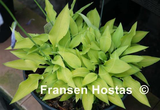 Hosta Gosan Hildegarde