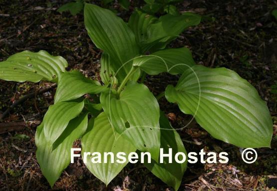 Hosta Gosan Leather Strap