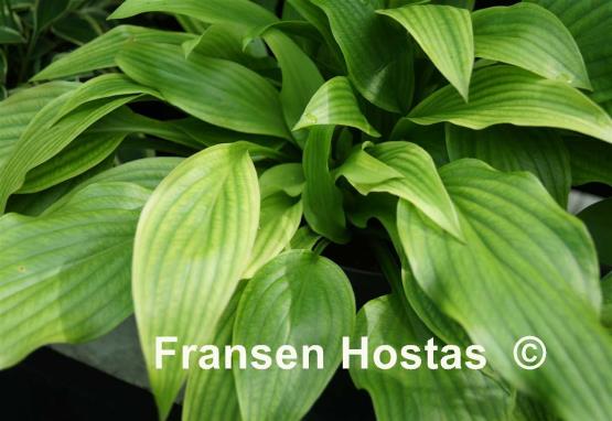 Hosta Gosan Leather Strap