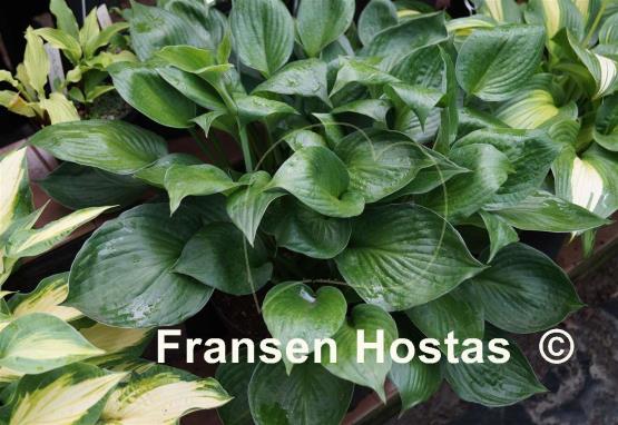 Hosta Gothic Charm