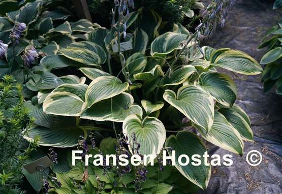 Hosta Grace McClure