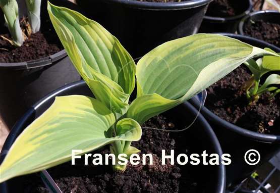 Hosta Grace Wins