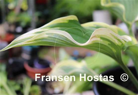 Hosta Grace Wins