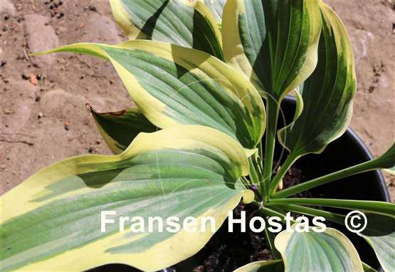 Hosta Grace Wins