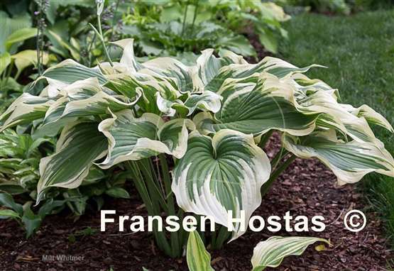 Hosta Grace Wins