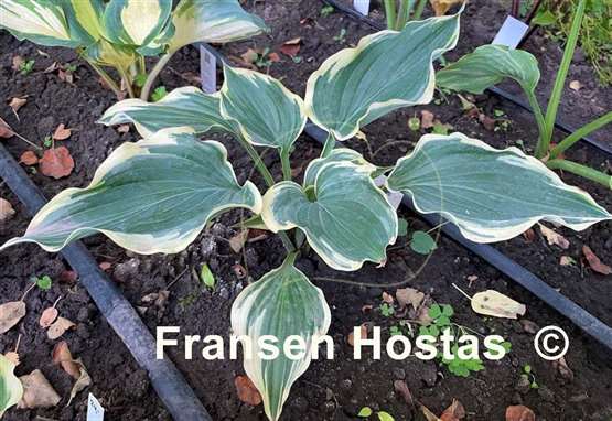 Hosta Grace Wins