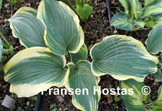 Hosta Grace Wins
