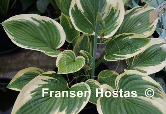 Hosta Grace McClure