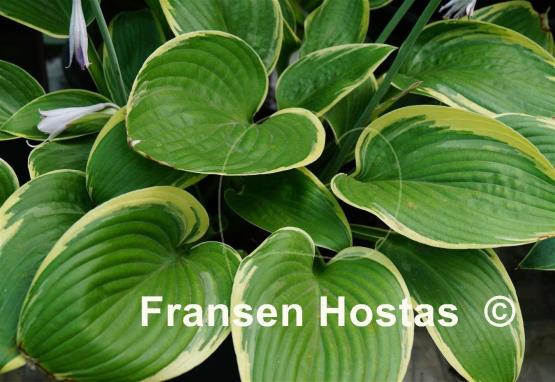 Hosta Grace McClure