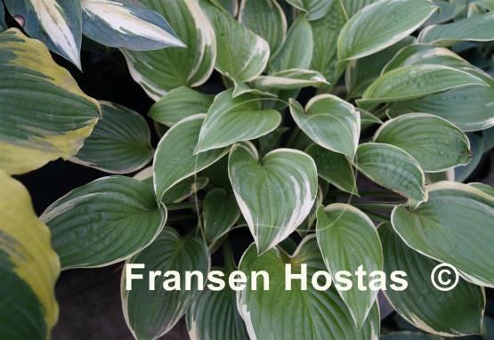Hosta Grace McClure