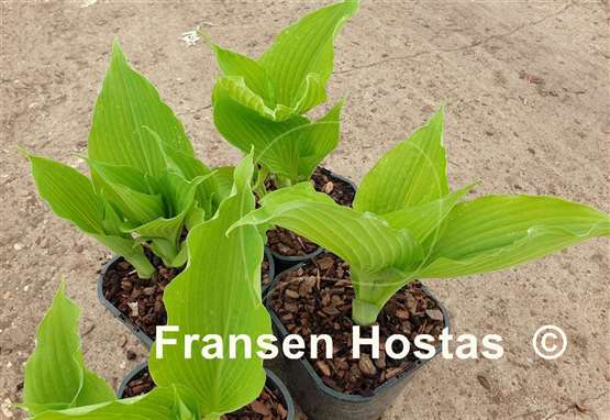 Hosta Gracious Gold