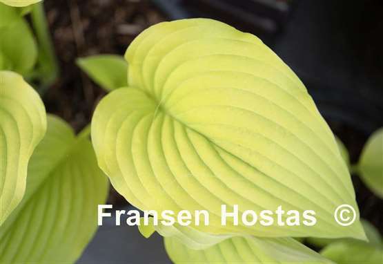 Hosta Granary Gold