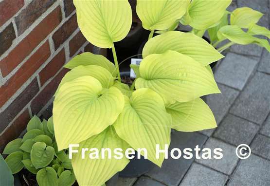 Hosta Granary Gold