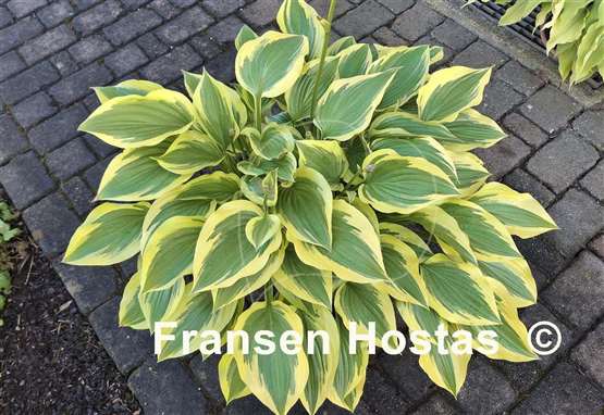 Hosta Grand Marmalade